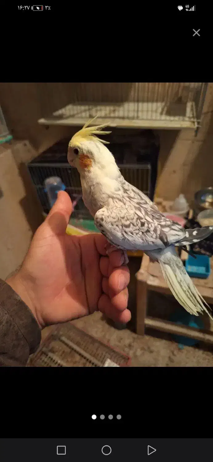 عروس هلندی|پرنده|جونقان, |دیوار