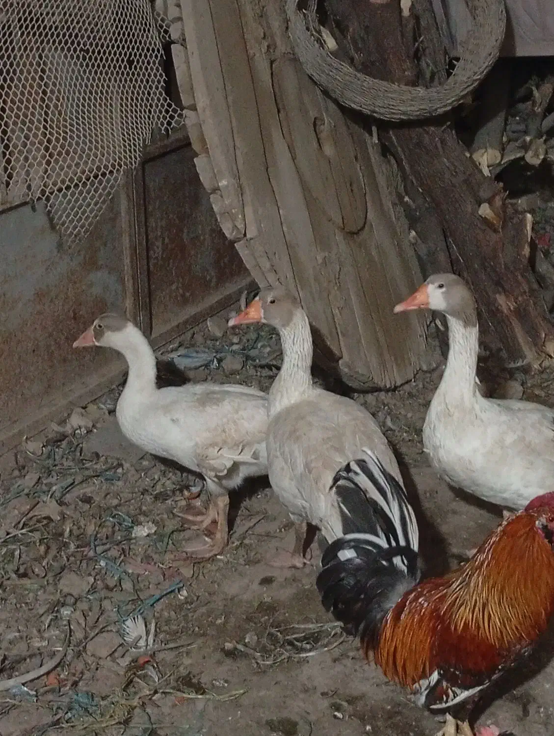 غاز|حیوانات مزرعه|اهواز, چنیبه پایین|دیوار