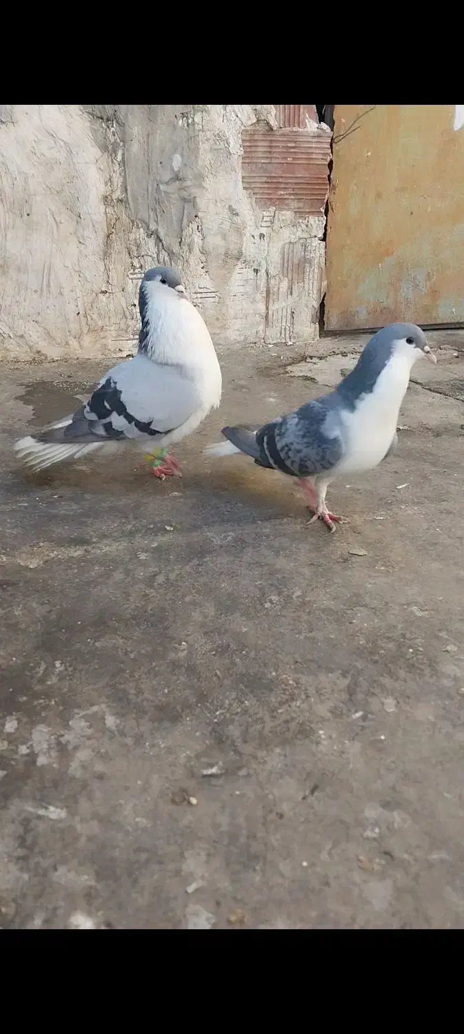 کبوتر .جفت ساده سبز ب شرط|پرنده|شیروان (خراسان), |دیوار