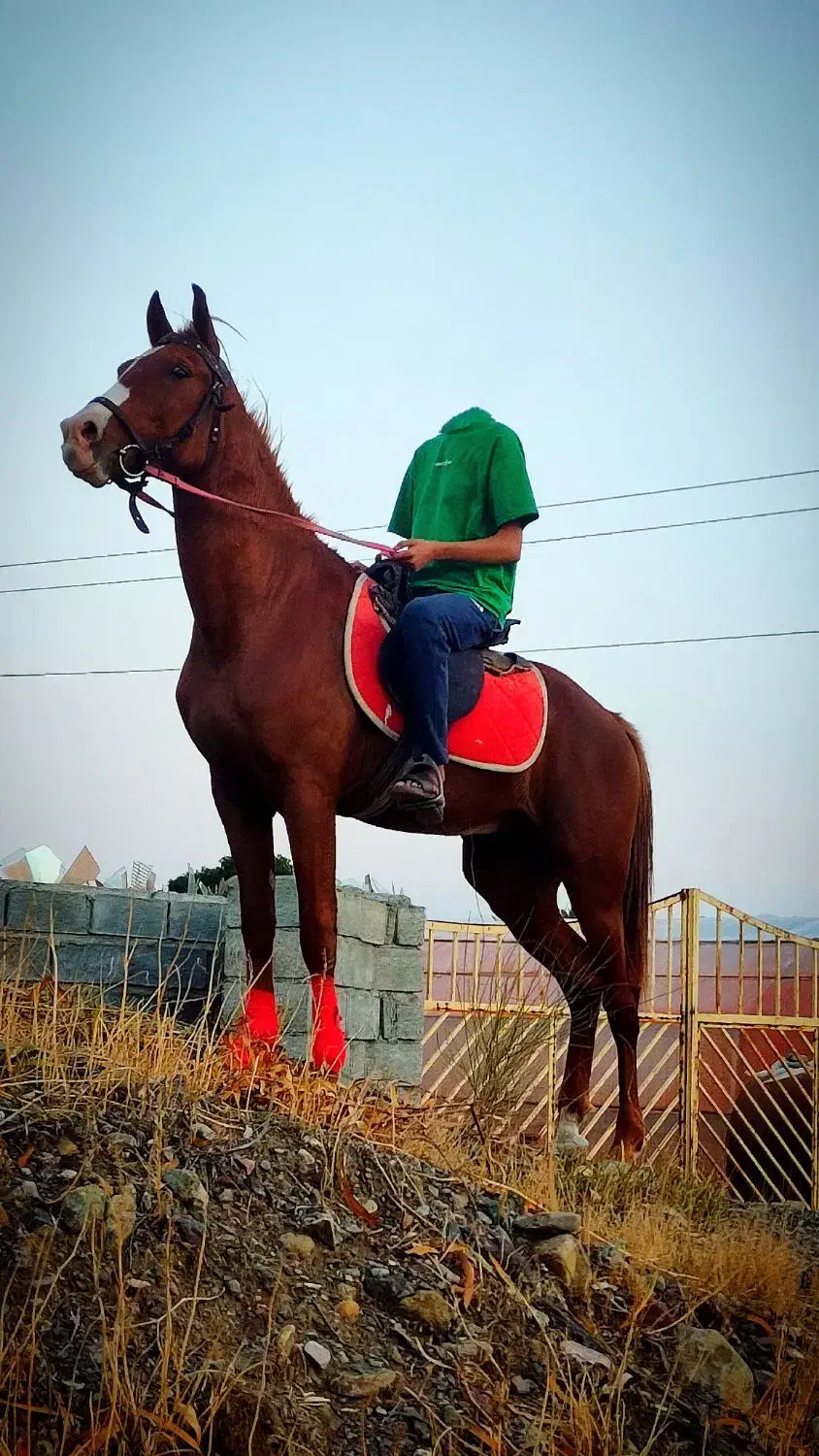 اسب عرب یک سر|اسب و تجهیزات اسبسواری|بندرعباس, |دیوار