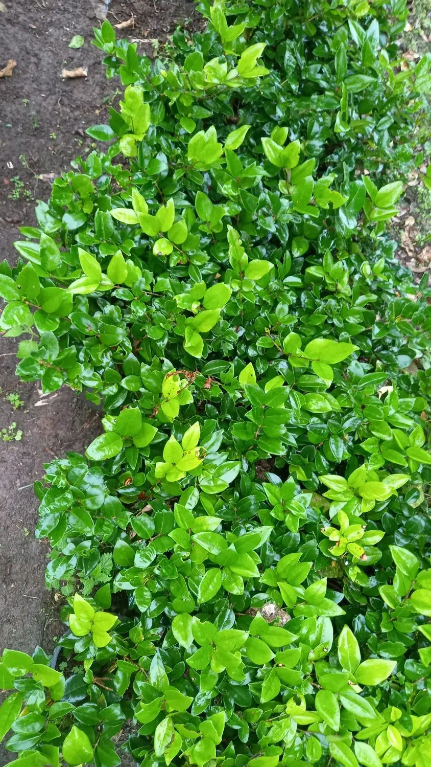 یاس کرتی|خدمات باغبانی و درختکاری|املش, |دیوار