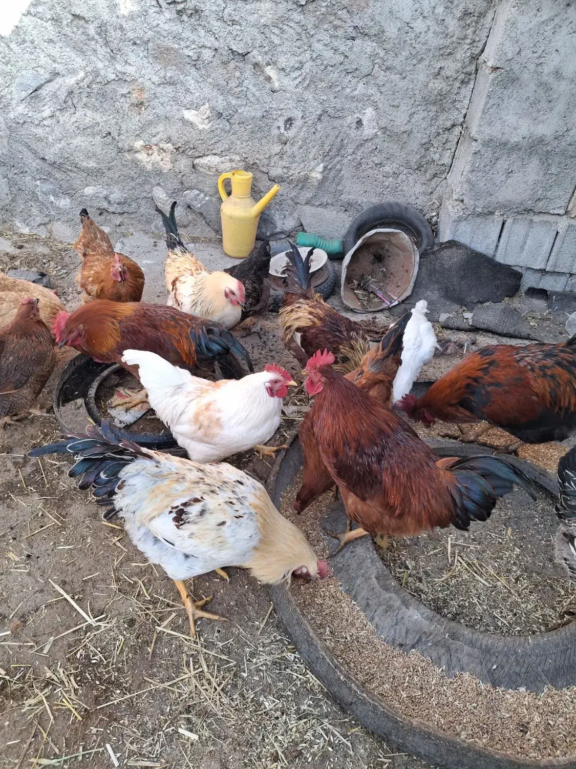 خروس محلی|حیوانات مزرعه|نیر (اردبیل), |دیوار