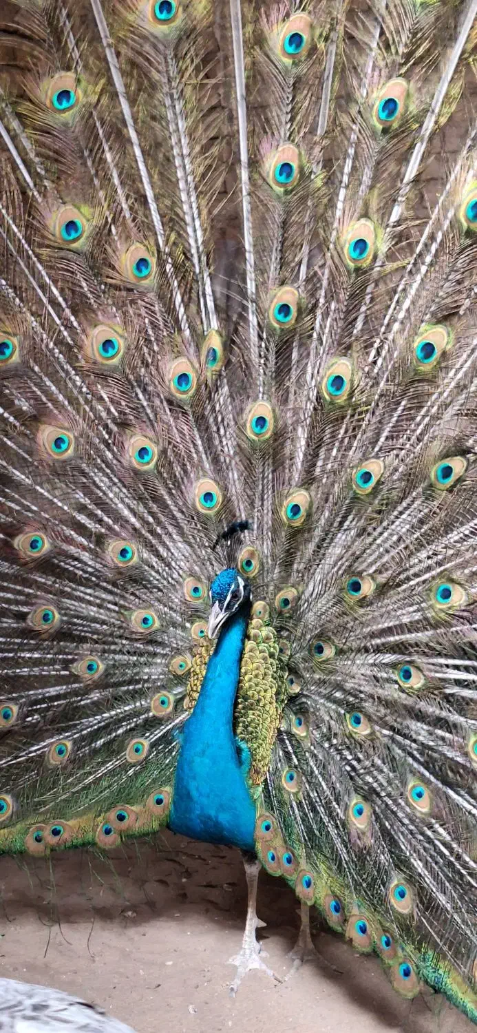 فروش طاووس مصری|پرنده|تهران, والفجر (افسریه)|دیوار