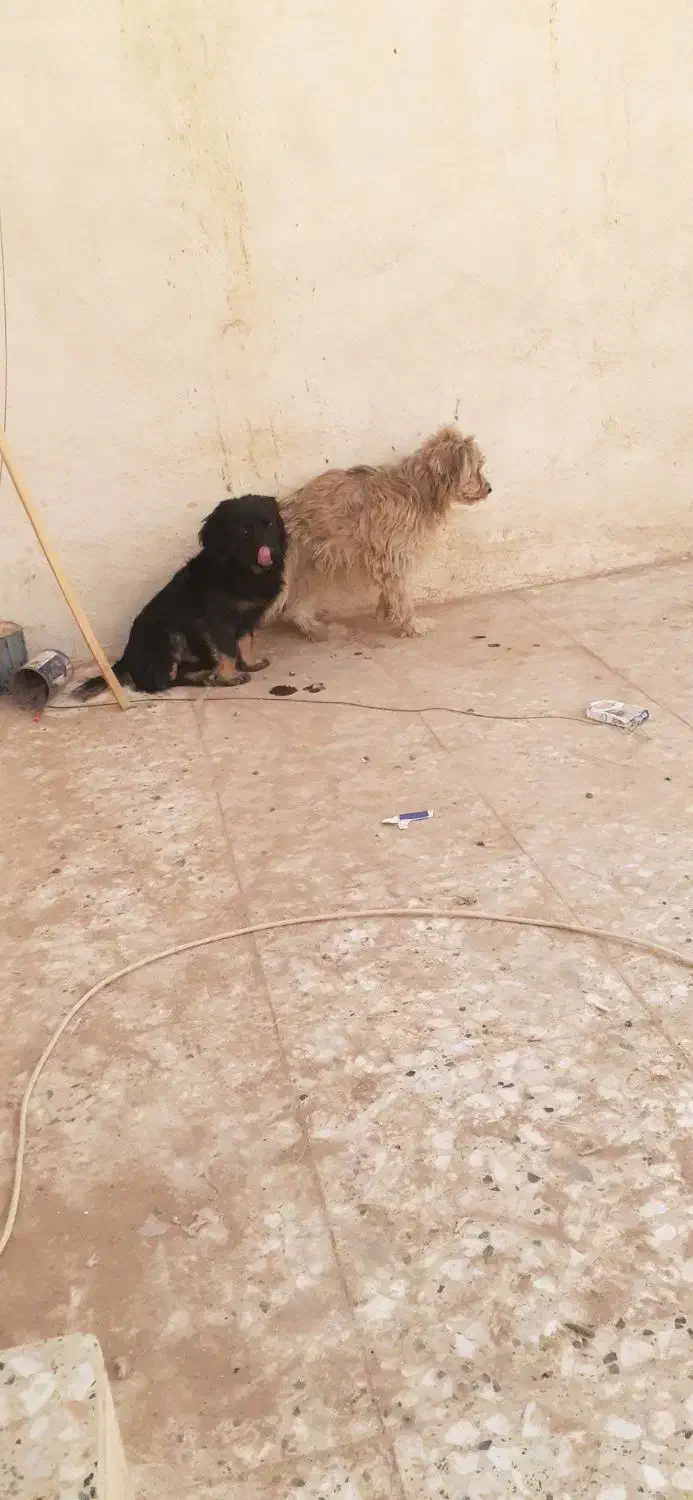 ۳ سگ پاپی خانگی|سگ|برخوار, |دیوار