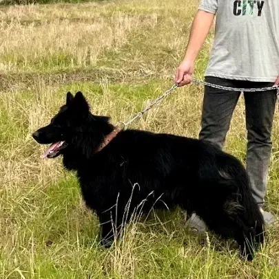 ژرمن شولاین بلک vip|سگ|رشت, منظریه|دیوار