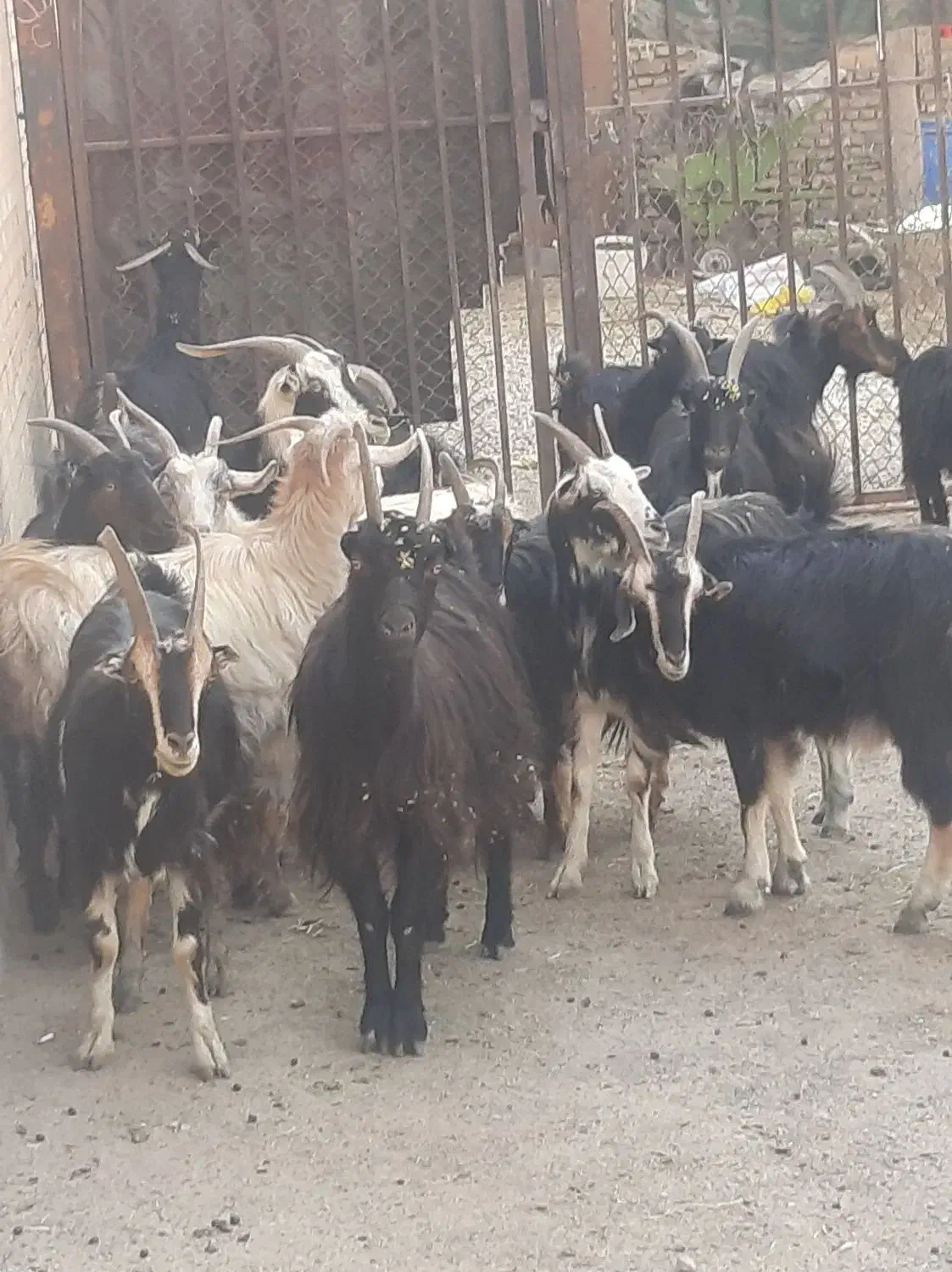 شانزده راس بز ابستن مایه کرده میش بزغاله|حیوانات مزرعه|خاوران, |دیوار