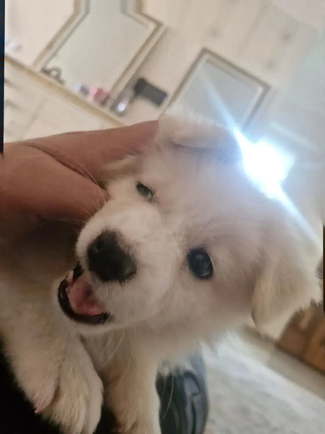 سگ خانگی|سگ|تاکستان, |دیوار