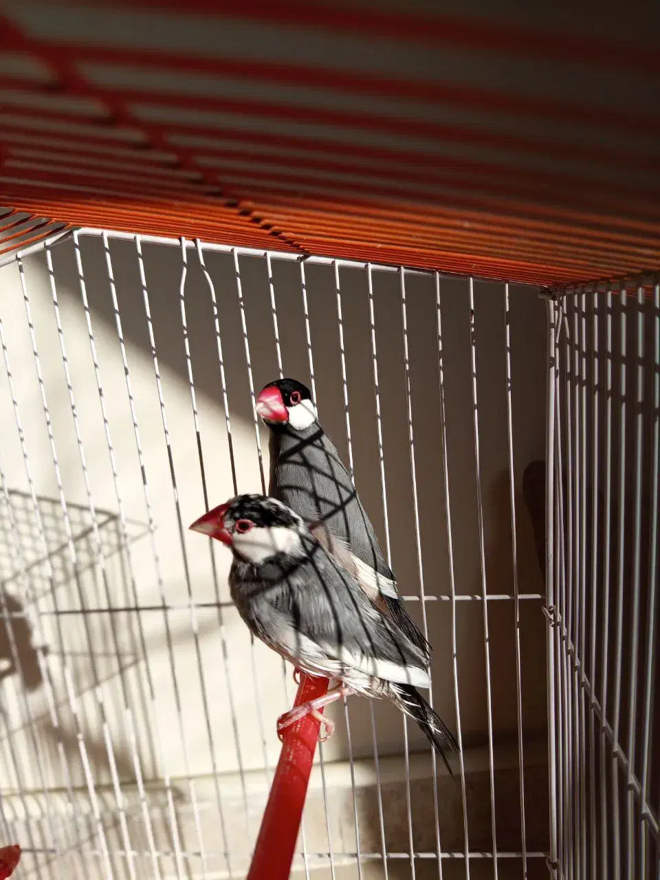 فنچ نرگسی|پرنده|پردیس, فاز ۱|دیوار