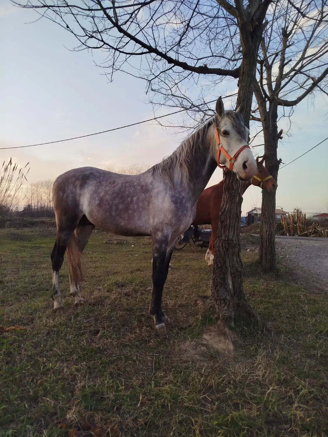 اسب نریان اصیل کرد|اسب و تجهیزات اسب‌سواری|آستانه اشرفیه, |دیوار