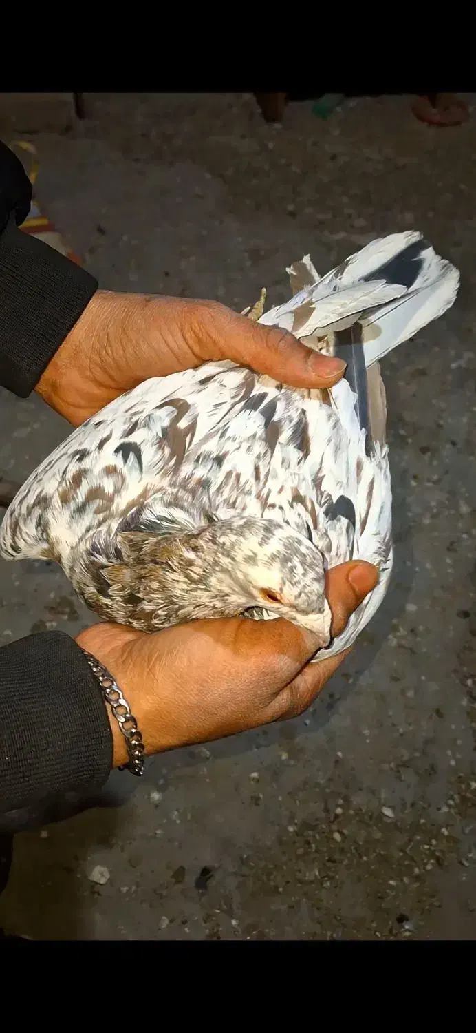 سرور نر|پرنده|لنجان, |دیوار