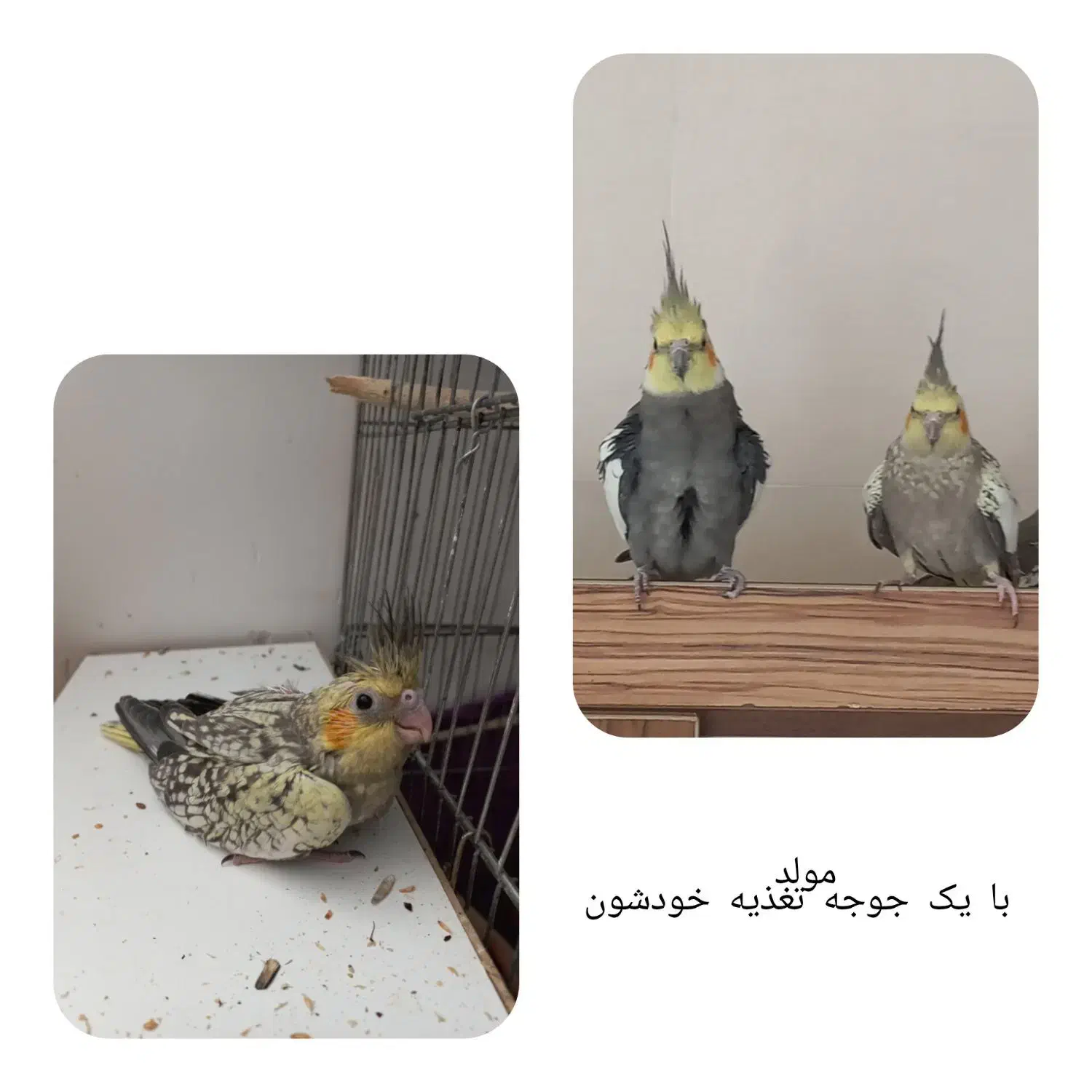 عروس هلندی|پرنده|کرمان, |دیوار