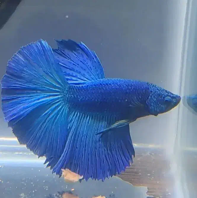 فایتر وارداتی|ماهی|تهران, تهرانسر مرکزی|دیوار