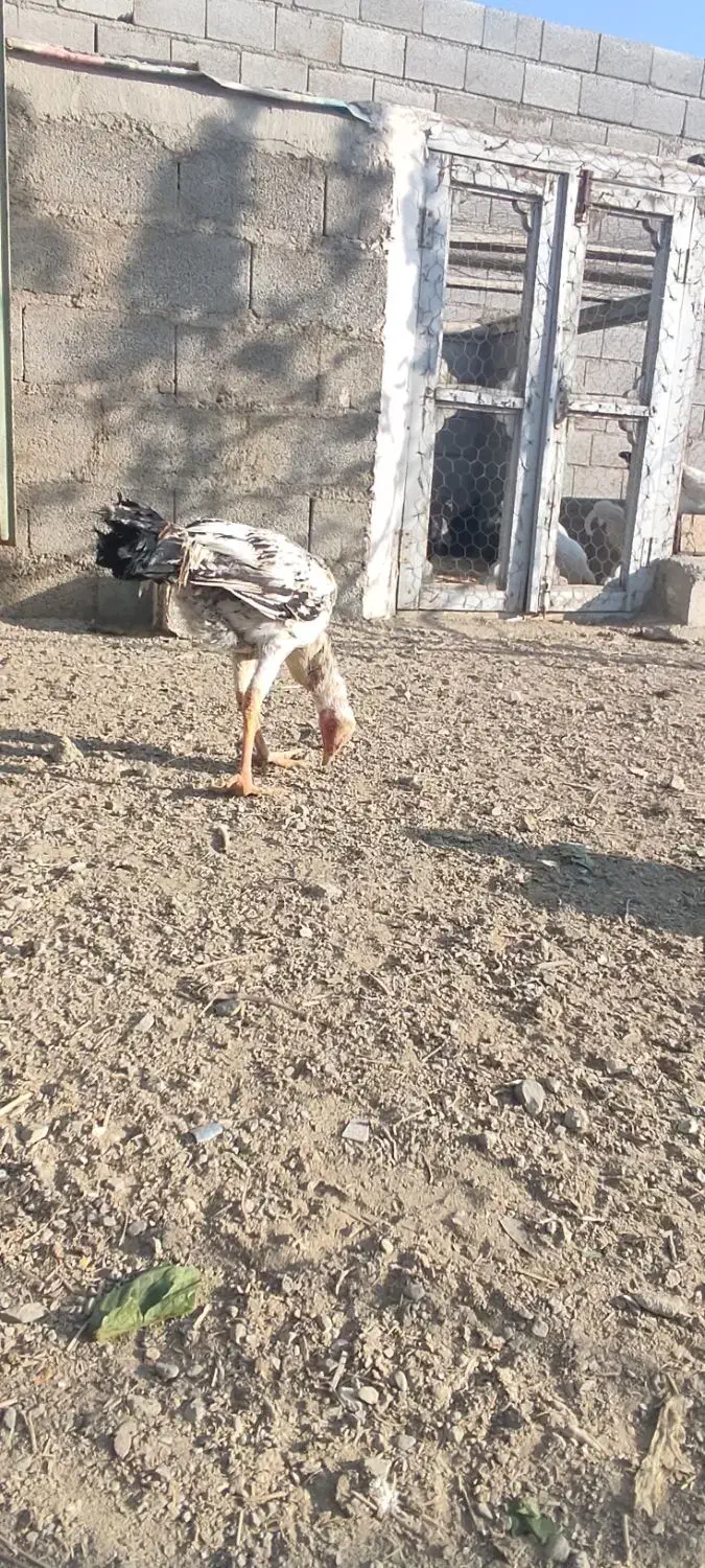 بچه و فریح لاری در سلماس|حیوانات مزرعه|خوی, |دیوار