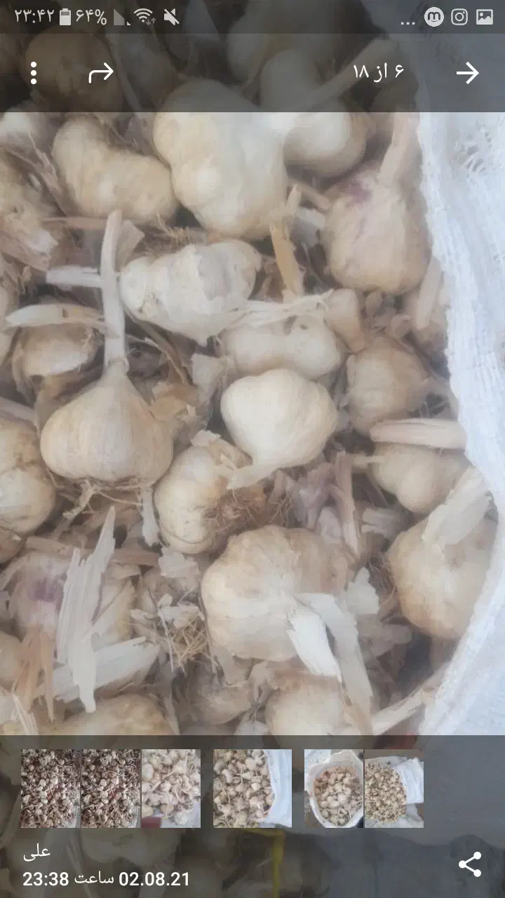 سیر بذری سبدی لشکری|عمده‌فروشی|بهار, |دیوار