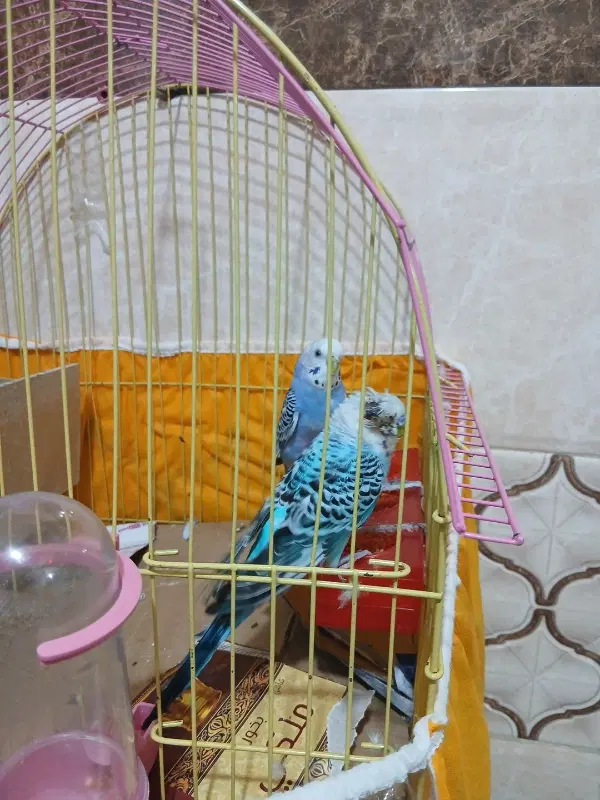 پرنده|پرنده|اهواز, عین ۲|دیوار