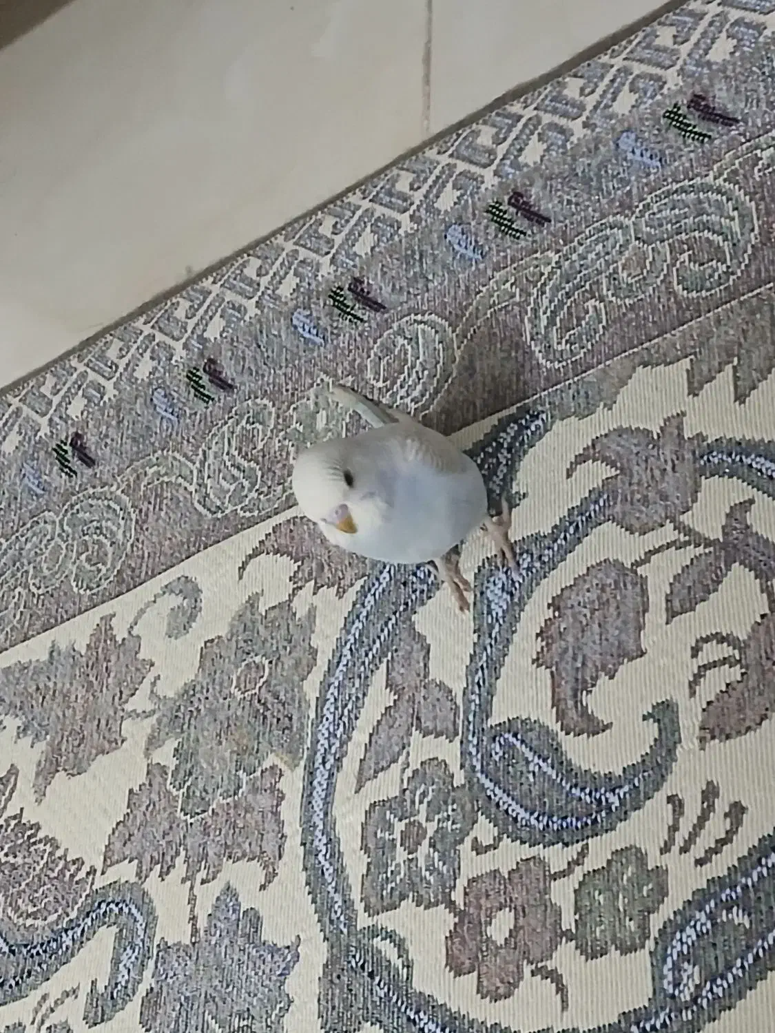 جوجه مرغ عشق|پرنده|مشهد, رضاییه|دیوار