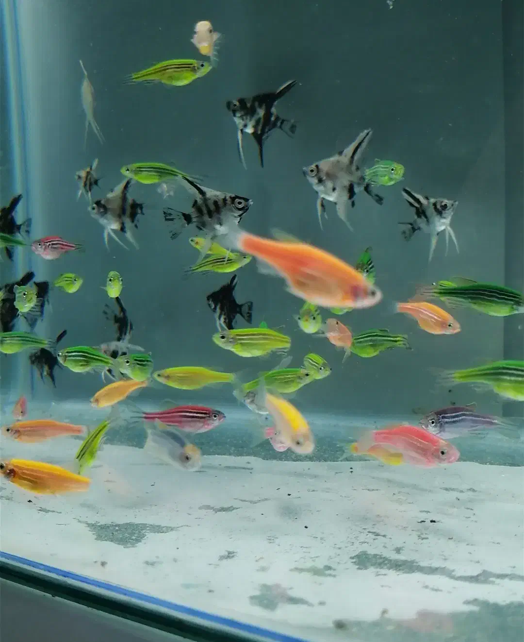 ماهی گوپی تایگر و بیگ ایر|ماهی|ساری, |دیوار