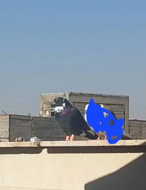 کفتر گم شده|پرنده|قم, محمد آباد|دیوار