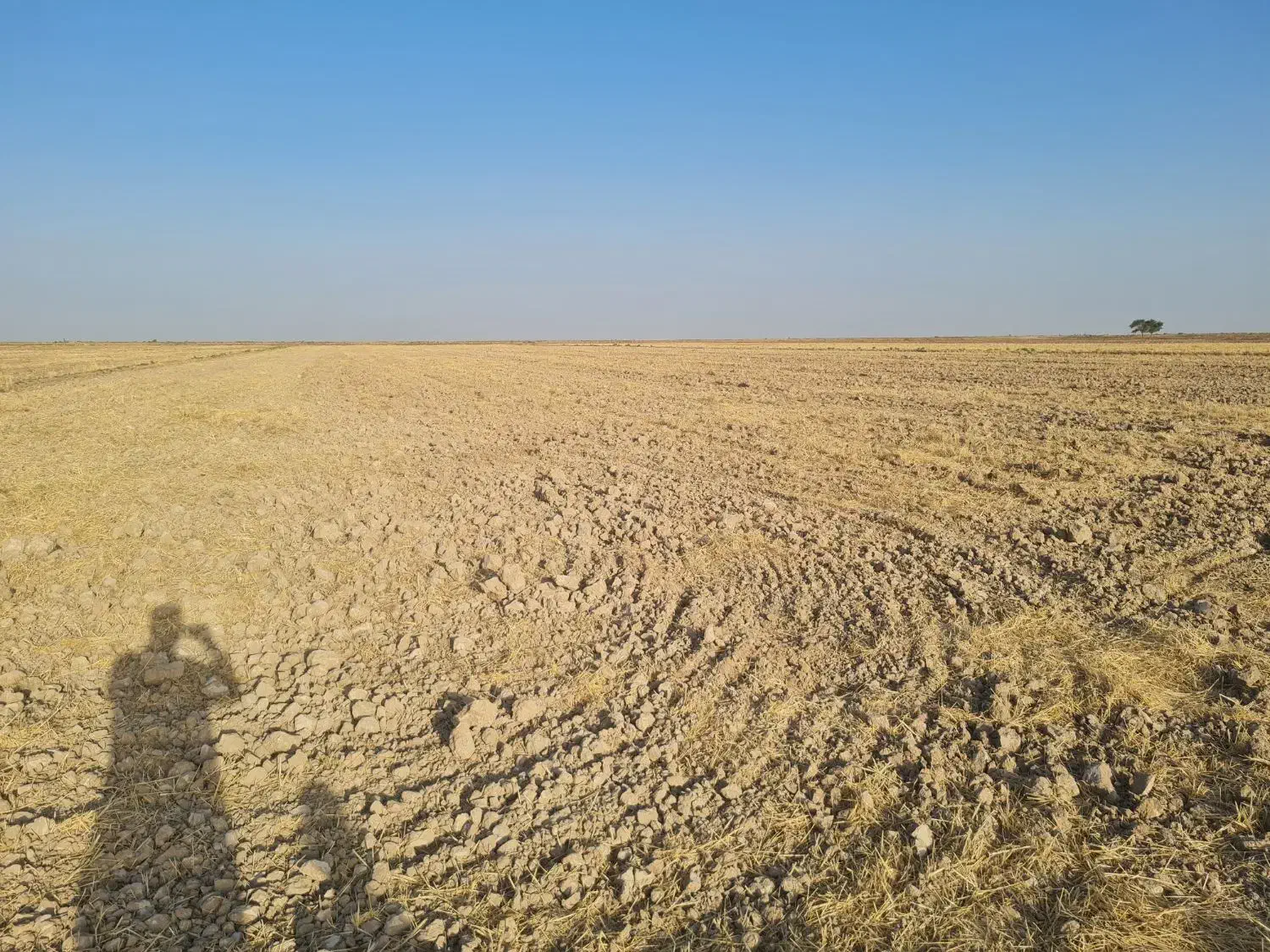 زمین کشاورزی هویزه|فروش زمین و ملک کلنگی|سوسنگرد, |دیوار