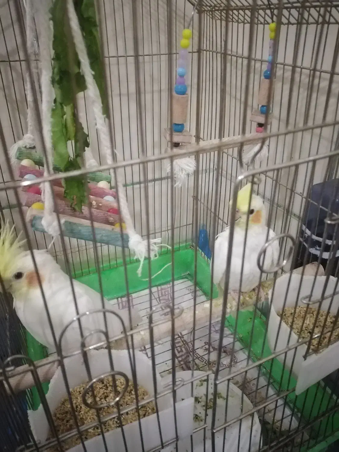 عروس هلندی|پرنده|زرقان, |دیوار