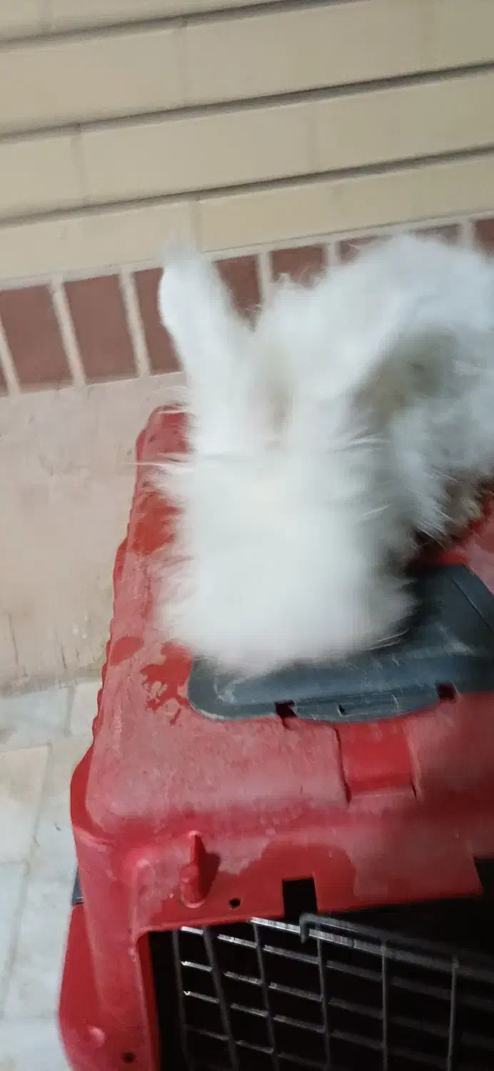 فروش خرگوش نژاد آنگورا|موش و خرگوش|آران و بیدگل, |دیوار