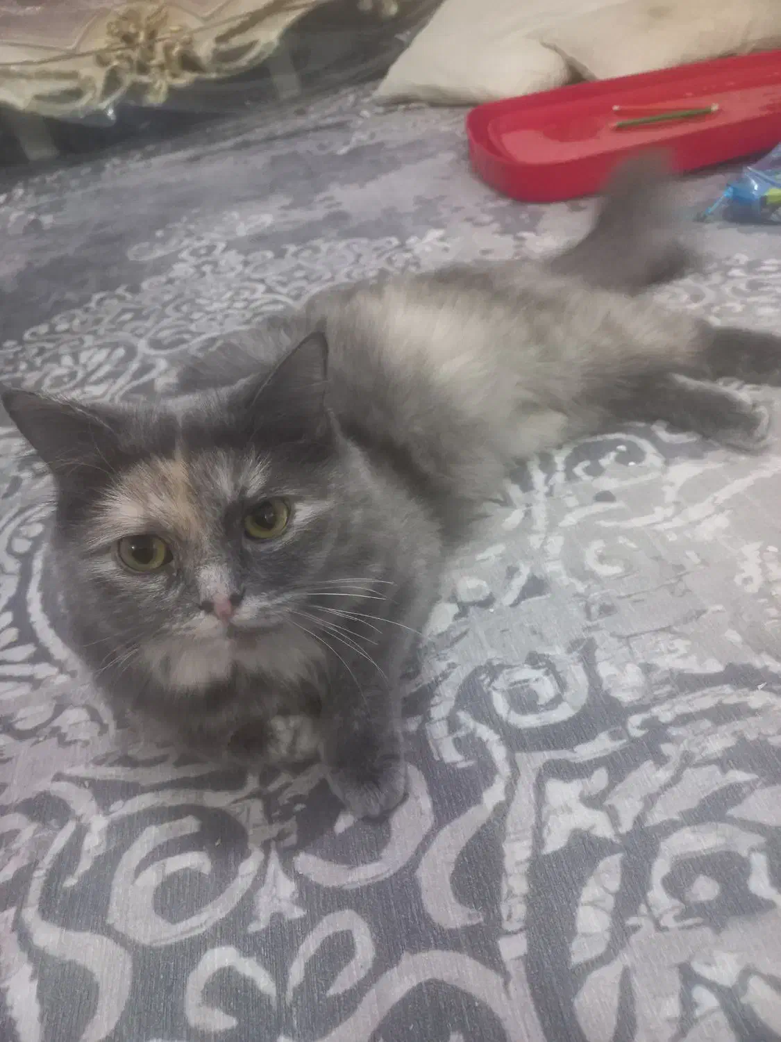 گربه ماده|گربه|رشت, کاکتوس|دیوار