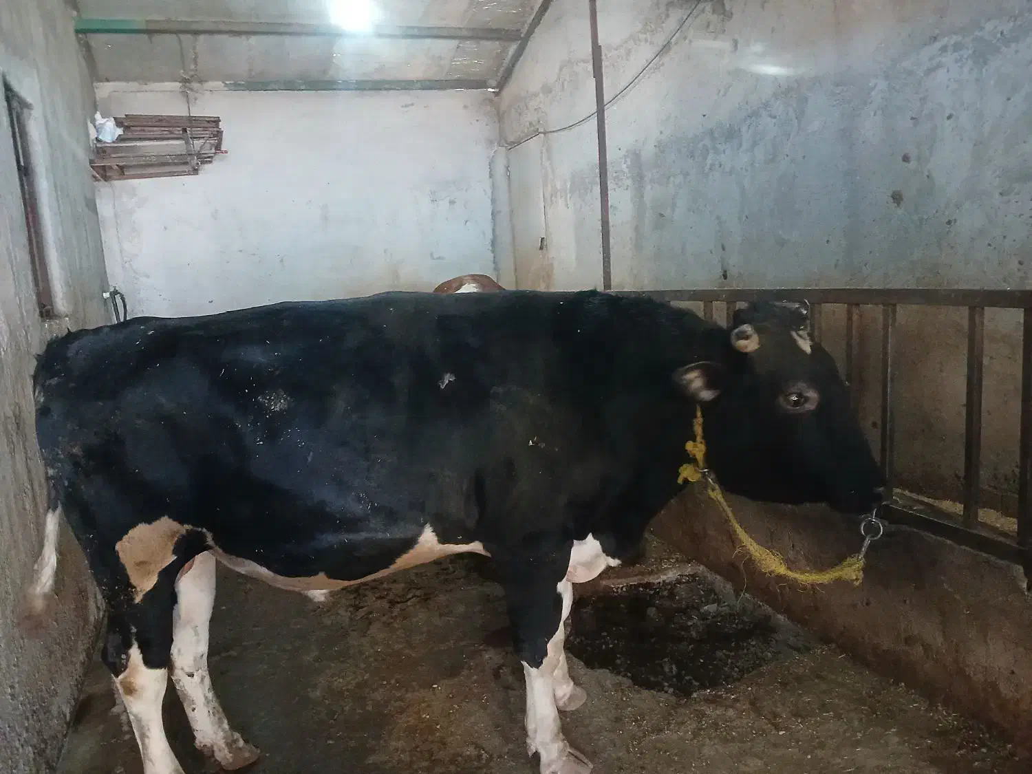 گاو گوشتی|حیوانات مزرعه|تیکمه داش, |دیوار