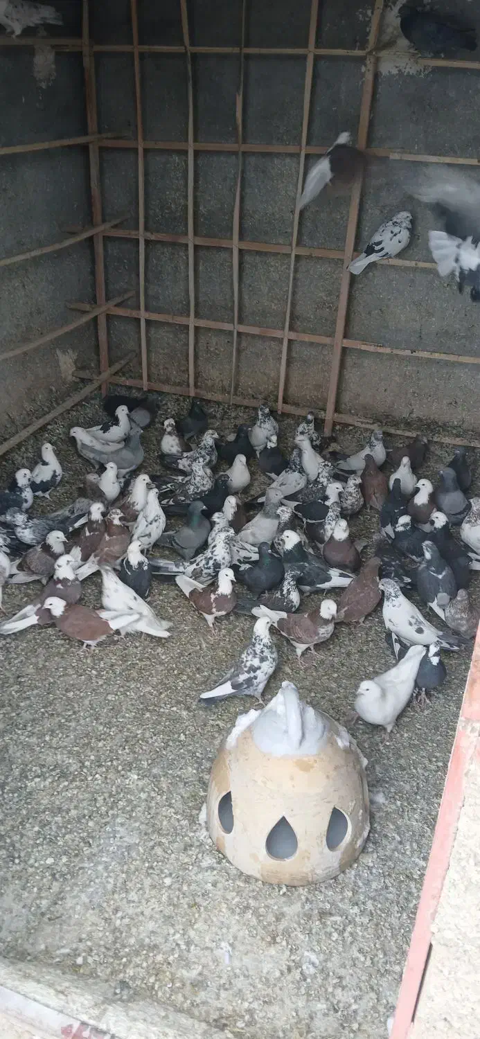 کفتر گنجه برو|پرنده|آبگرم, |دیوار