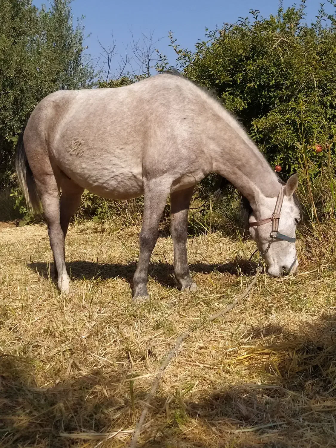 یه عدد مادیان چهارسال زیبا و عزیز|اسب و تجهیزات اسب‌سواری|سرپل ذهاب, |دیوار