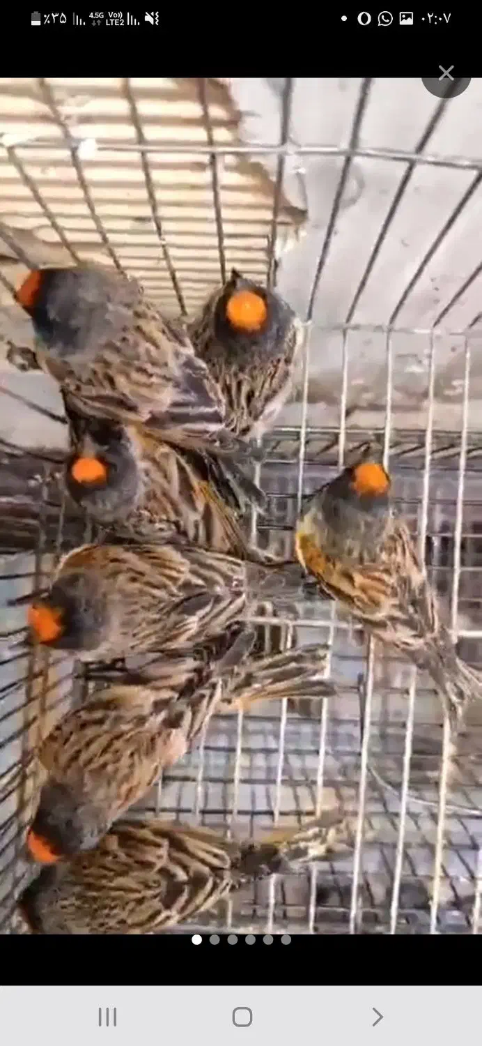 گلبسر قناری|پرنده|رامهرمز, |دیوار