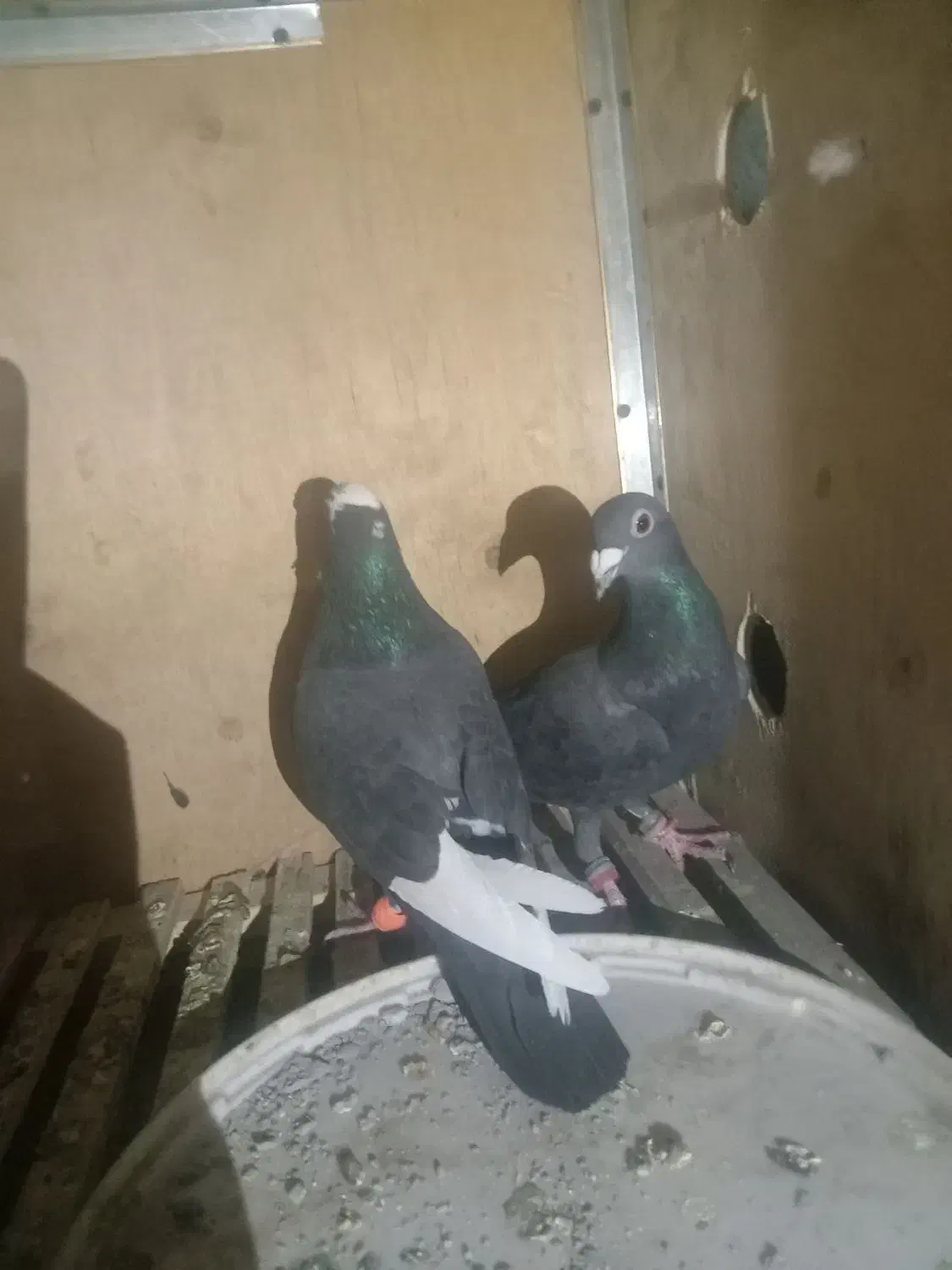 کبوتر کرمونی|پرنده|تربتحیدریه, بالا ولایت|دیوار