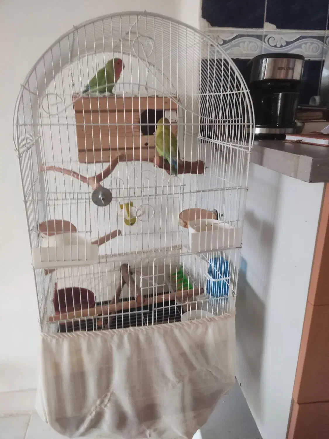 طوطی برزیلی|پرنده|هشتگرد, فاز ۲ مهستان|دیوار