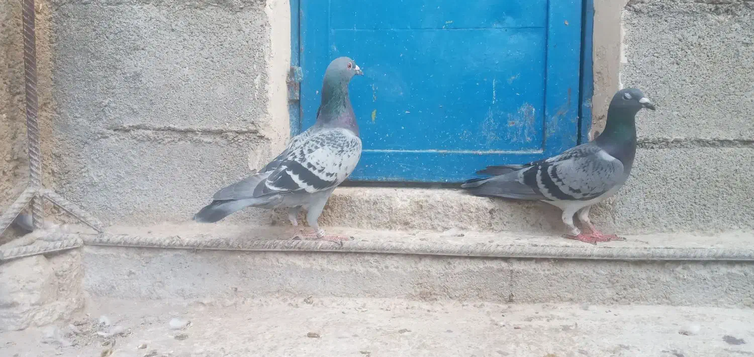 دوعددنرهوایی|پرنده|بوشکان, |دیوار