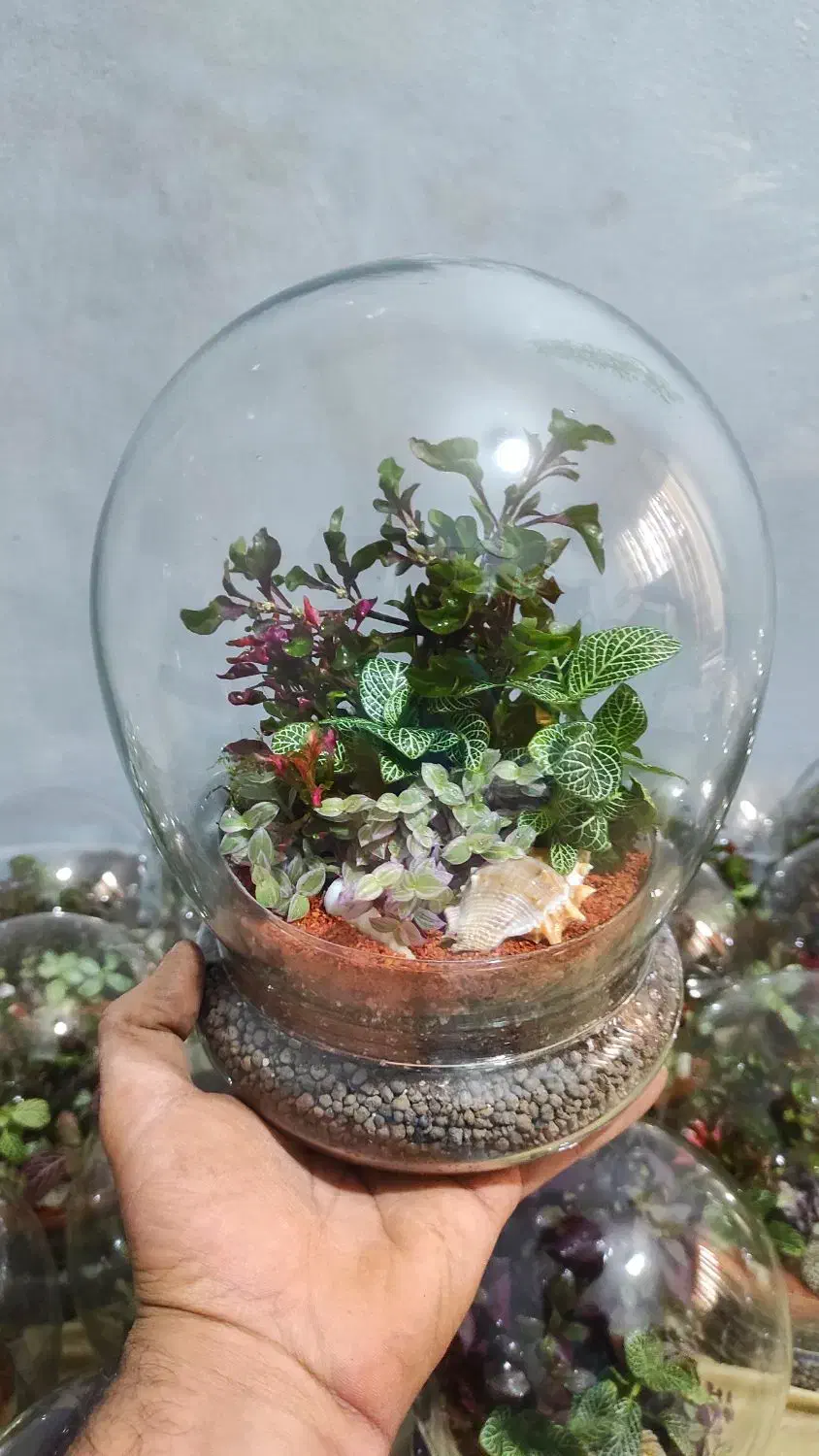 ویژه روز مادر تراریوم رطوبتی.|گل و گیاه طبیعی|تهران, مشیریه|دیوار