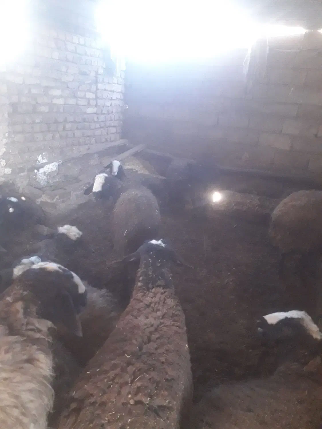 بره نر|حیوانات مزرعه|اسفرورین, |دیوار