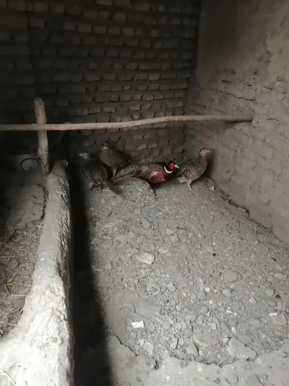 فروش پرنده زینتی|پرنده|رامیان, |دیوار