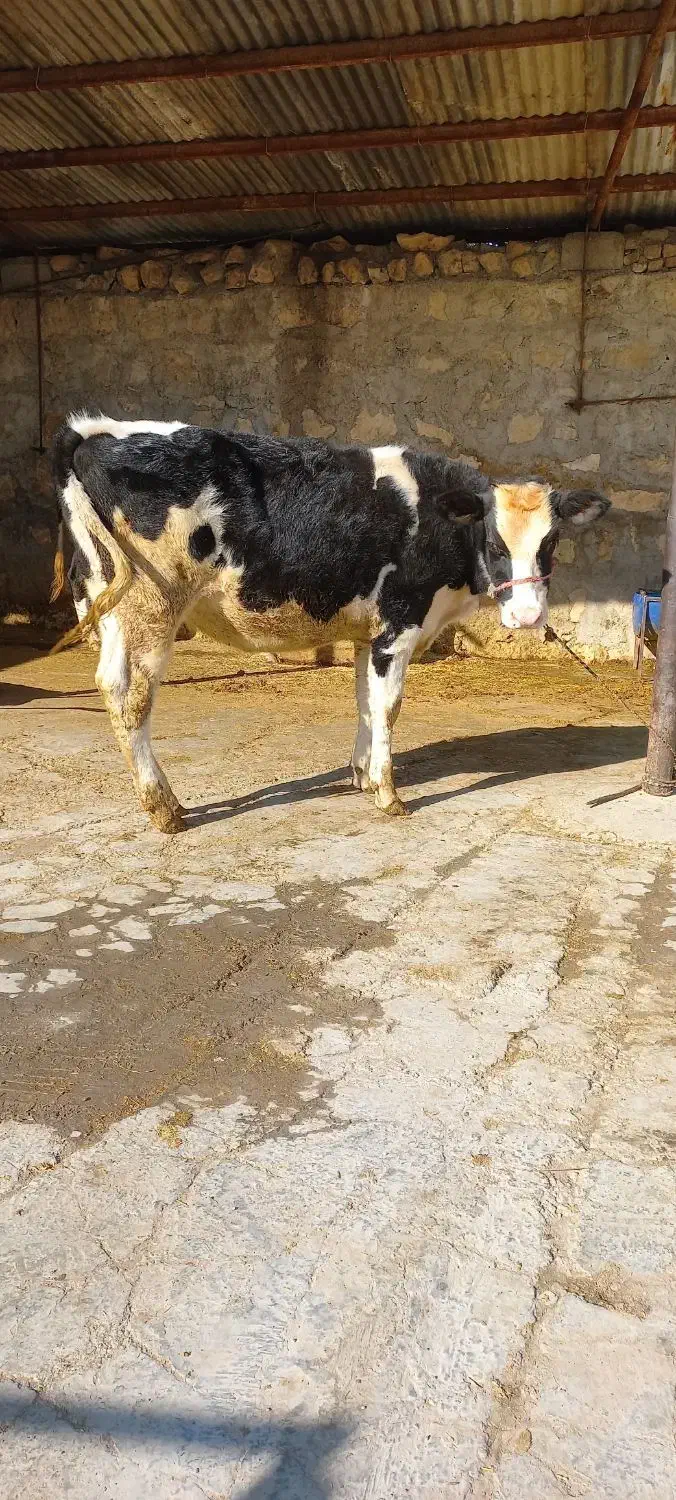 یک عدد گوساله|حیوانات مزرعه|طرهان, |دیوار