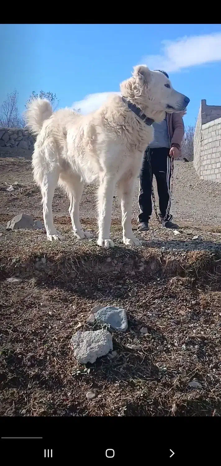 سگ سرابی|سگ|تبریز, |دیوار