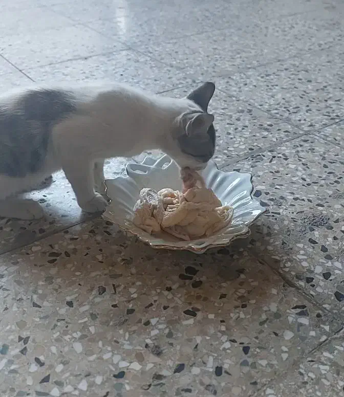 گربه گمشده|گربه|اهواز, شهرک اکباتان|دیوار