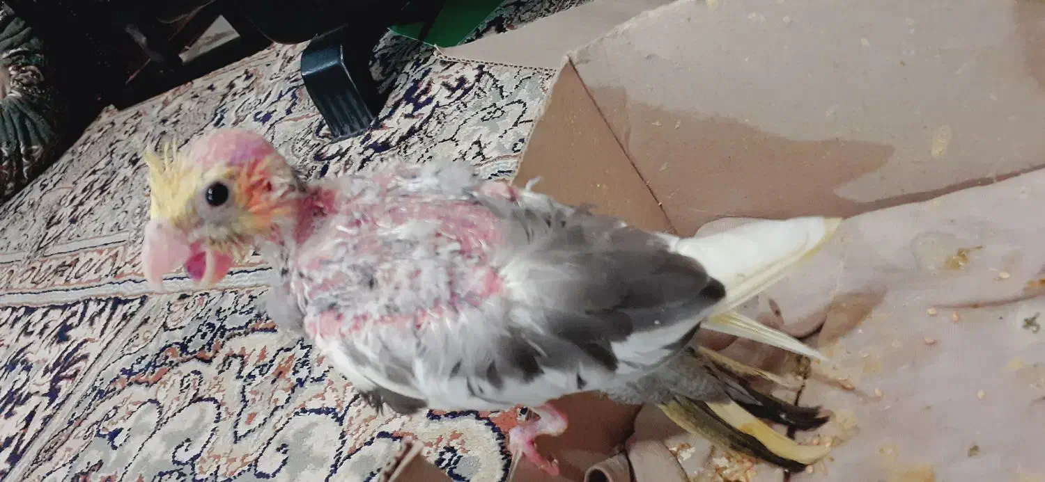 جوجه عروس ابلغ لوتینو|پرنده|زابل, |دیوار