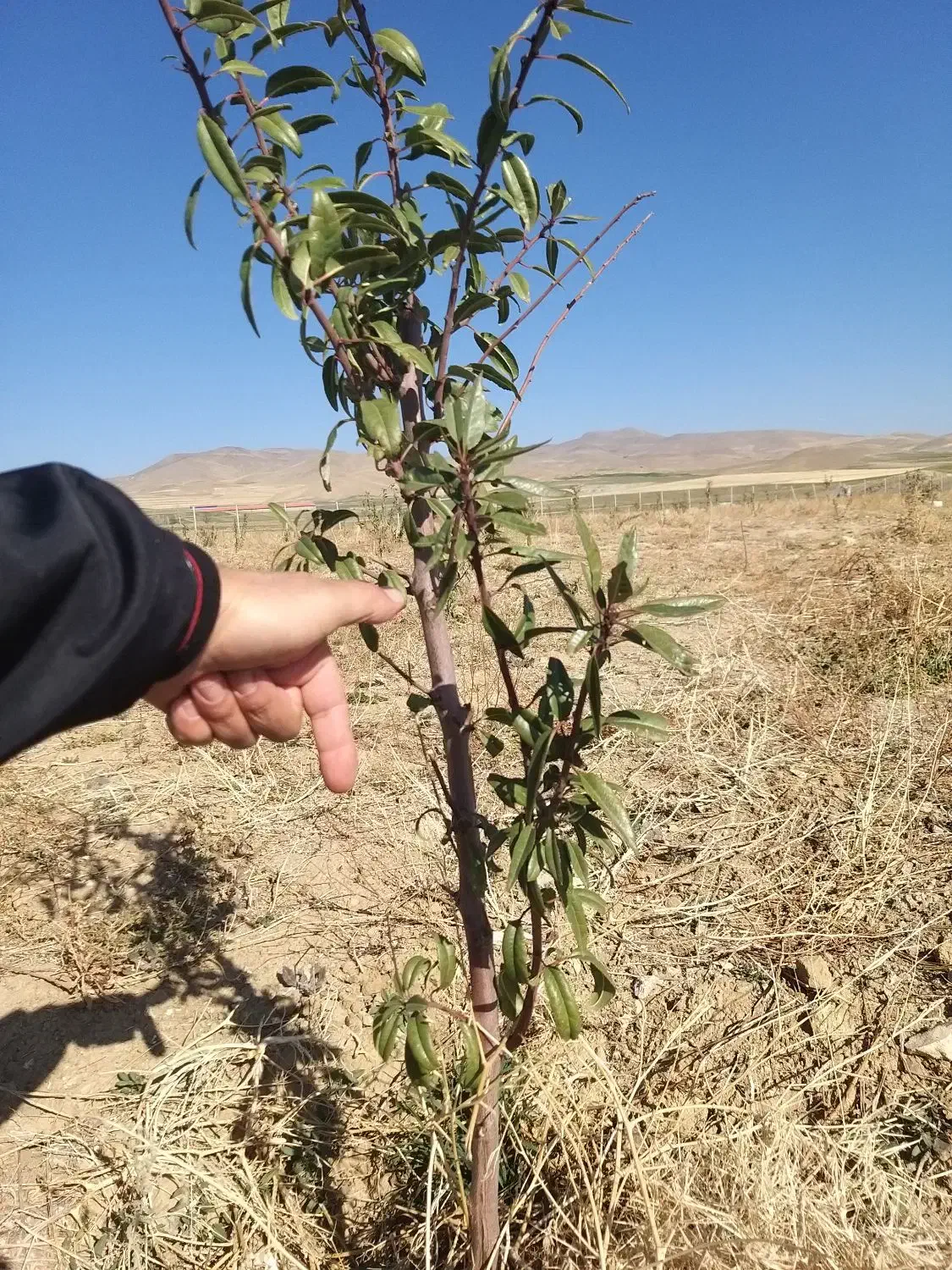 نهال بادام دو ساله تنو پیوندی درجه یک|خدمات باغبانی و درختکاری|تبریز, |دیوار