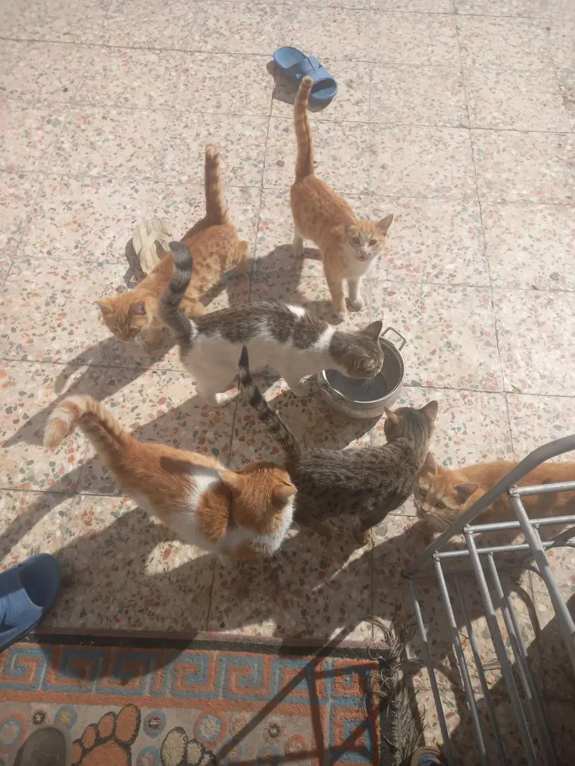 واگذاری چند عدد بجه گربه بومی|گربه|کرمان, |دیوار