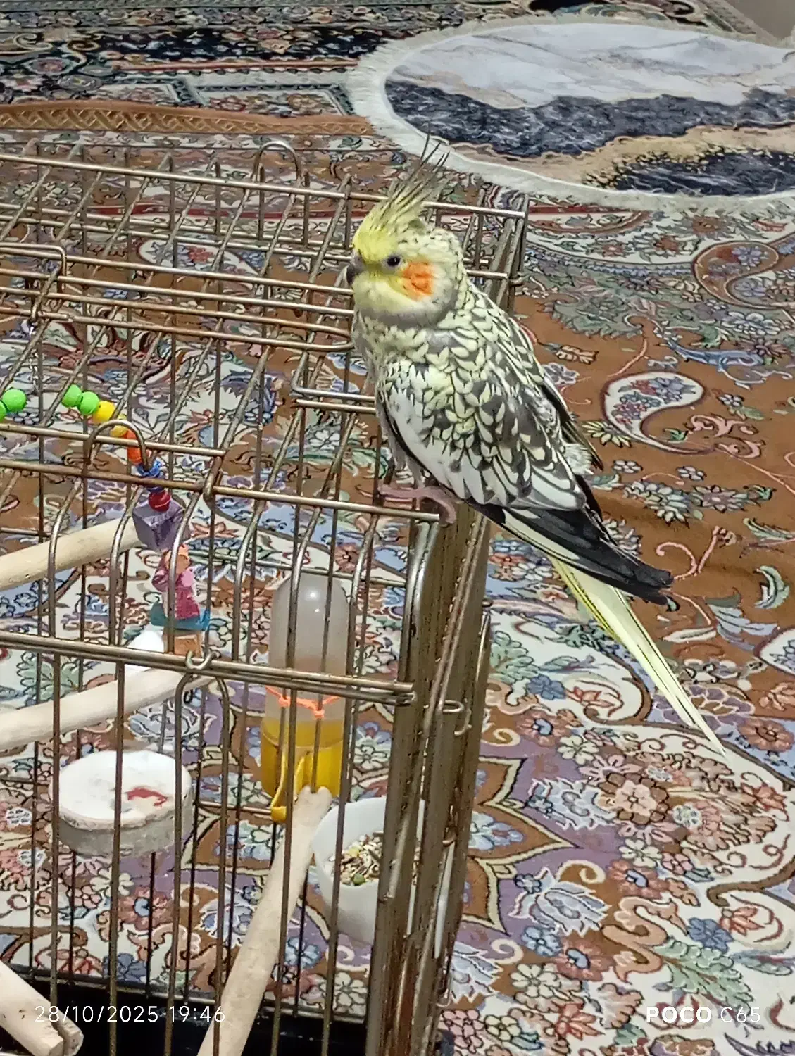 دو عدد عروس هلندی|پرنده|قرچک, باقرآباد|دیوار