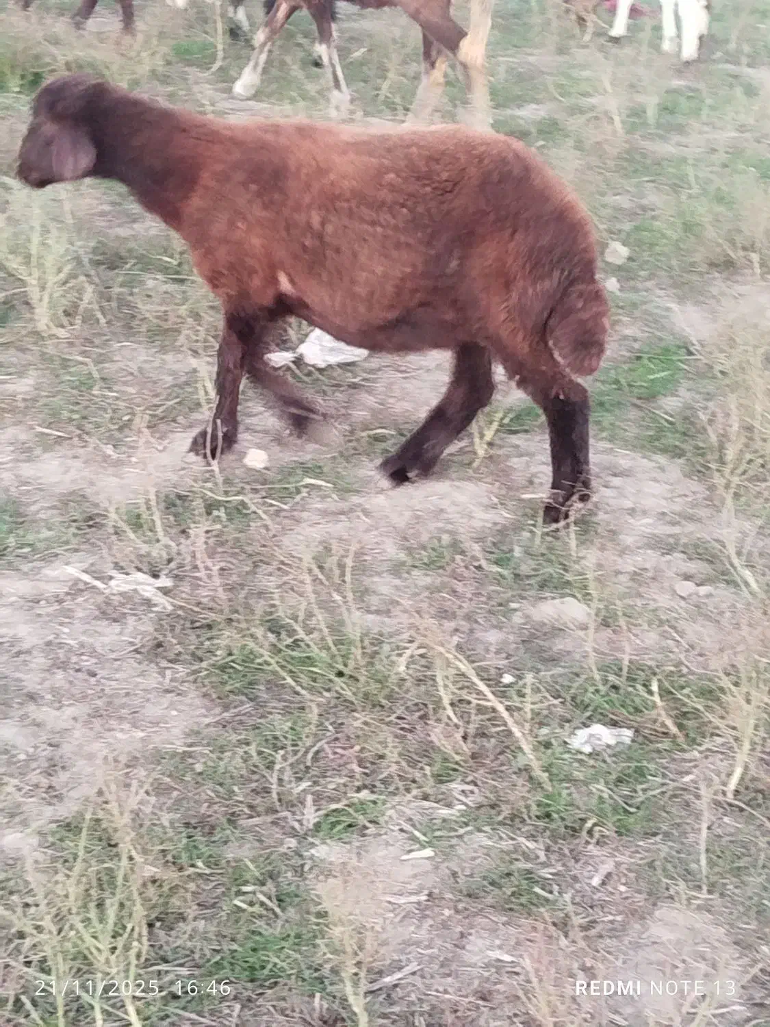 بره ماده افشار|حیوانات مزرعه|بندر ترکمن, |دیوار