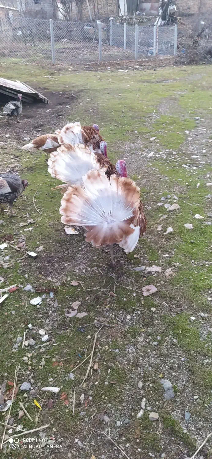 بوقلمون|حیوانات مزرعه|مریوان, |دیوار