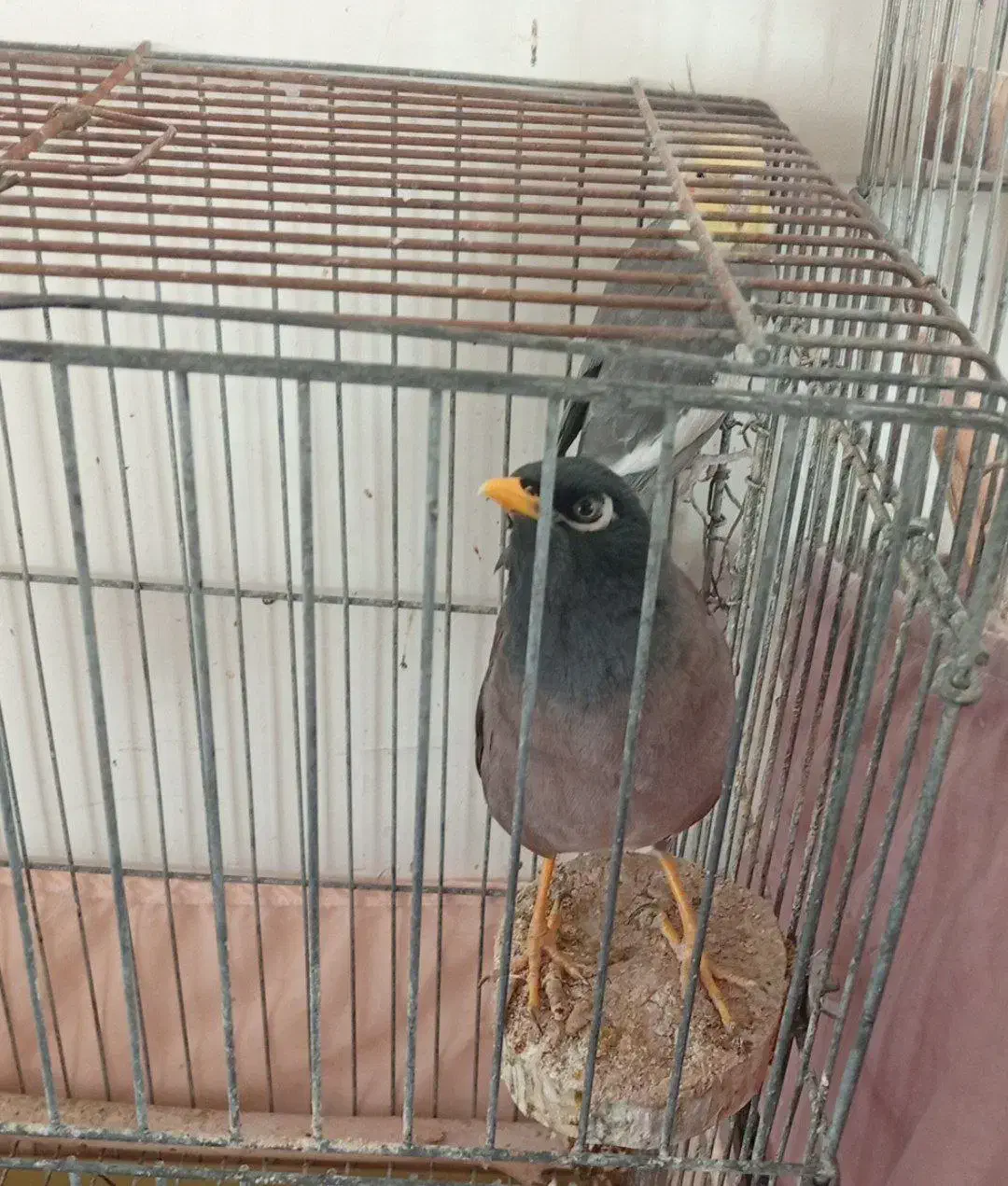 مینا|پرنده|تهران, آهنگران (سراسیاب دولاب)|دیوار