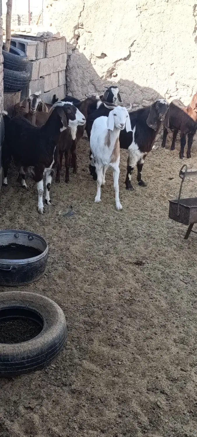 بزغاله چاق|حیوانات مزرعه|زهان, |دیوار