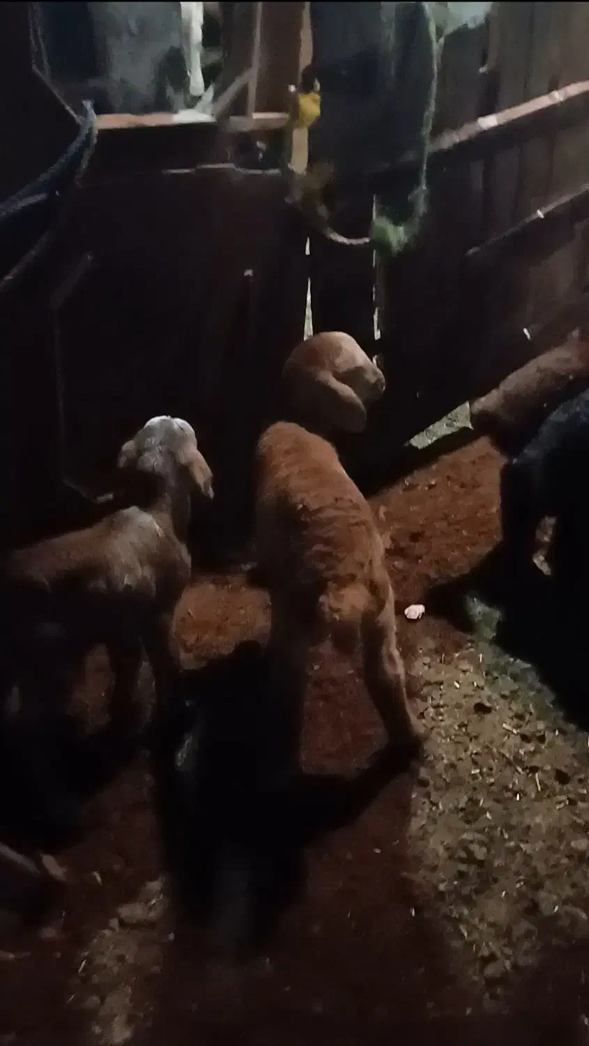 فروش بره|حیوانات مزرعه|اردبیل, |دیوار