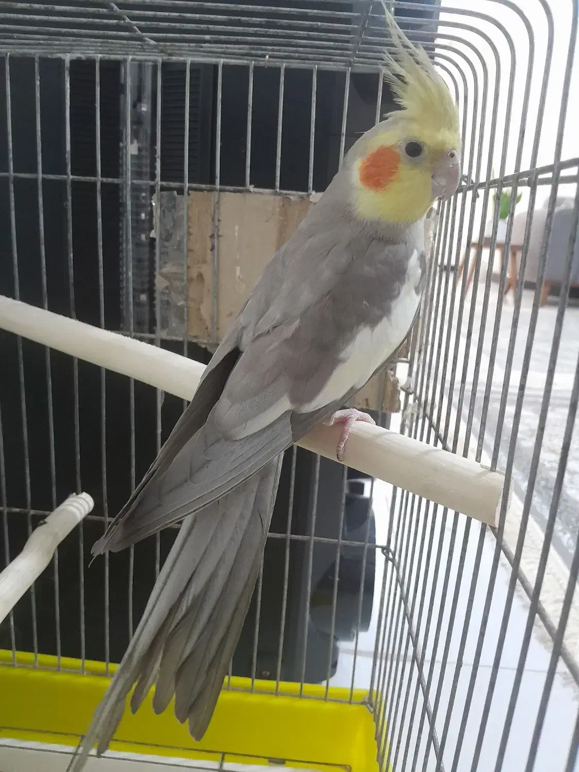 عروس هلندی سخن گو|پرنده|ماهدشت, |دیوار