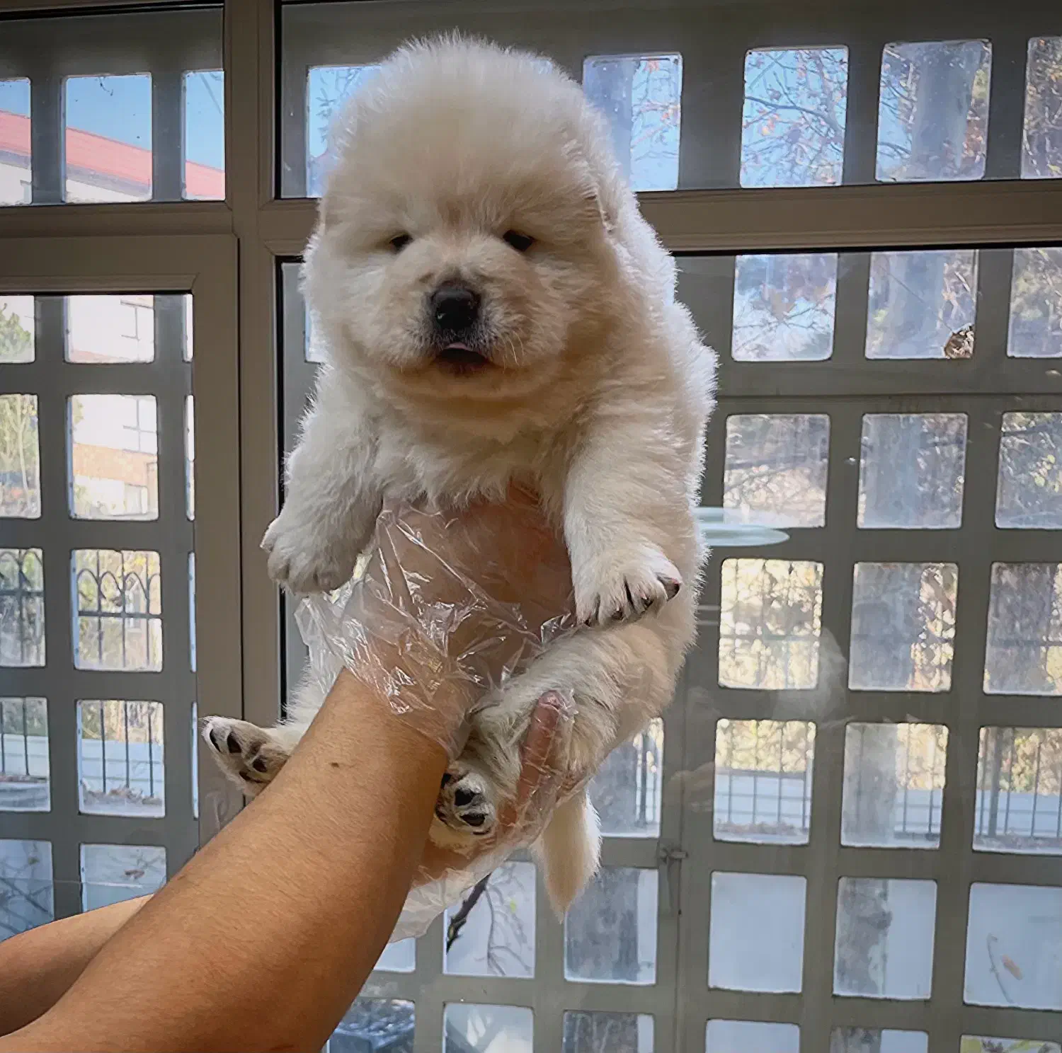 چاوچاو سفید پوزه فلت|سگ|تهران, ولنجک|دیوار